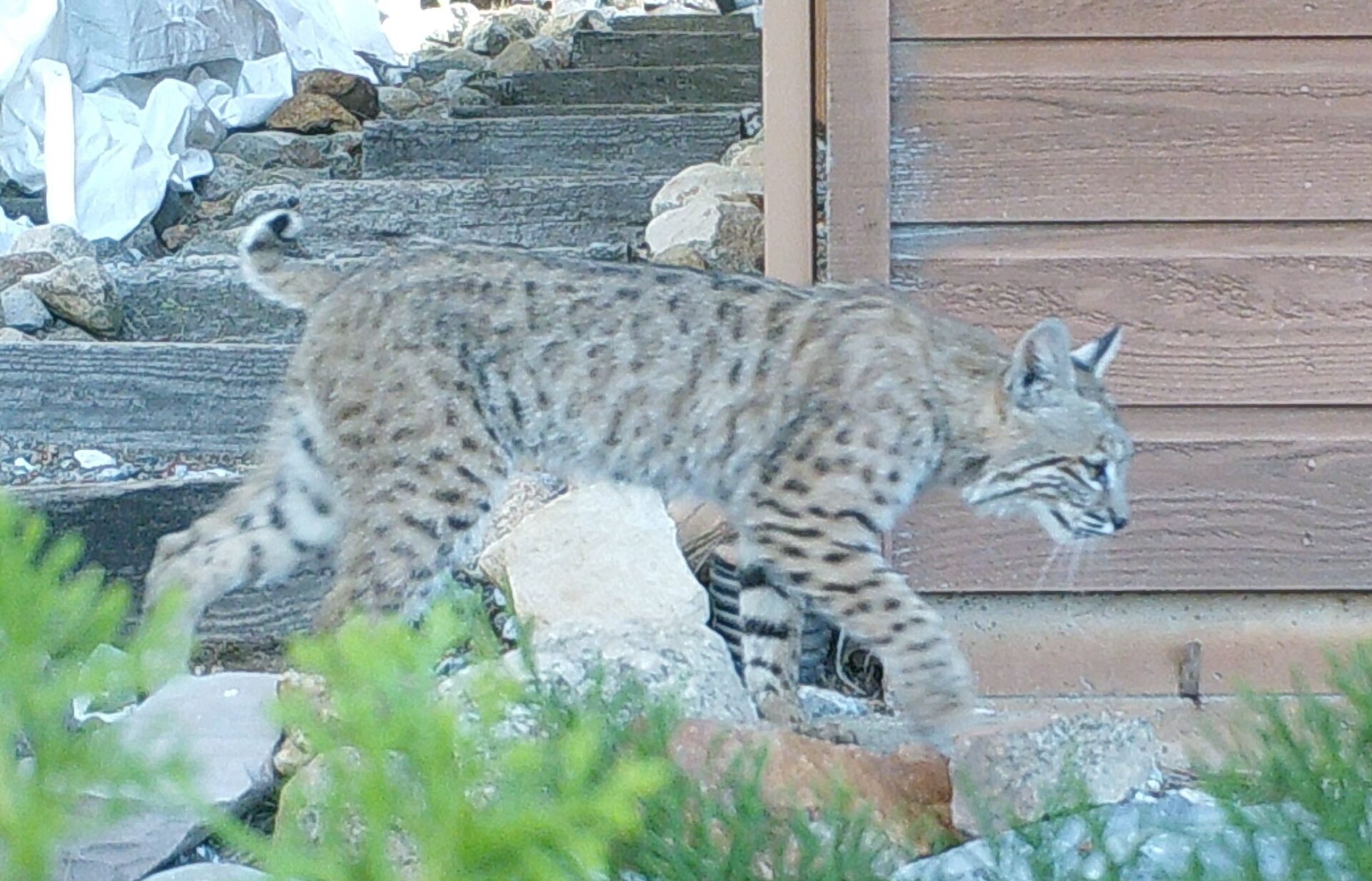 The Mysterious and Elusive North American Bobcat – I Don't Know All The