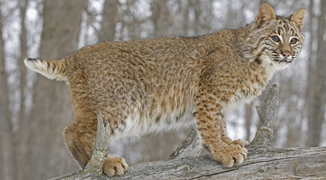 North American Bobcats – I Don't Know All The Answers