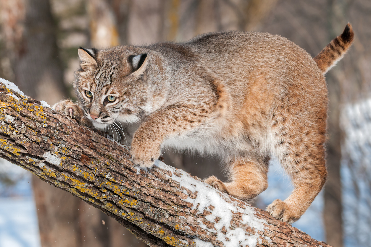 North American Bobcats – I Don't Know All The Answers