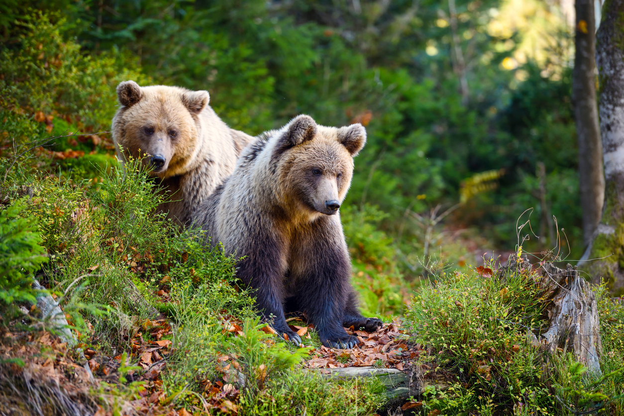 World Bear Day – I Don't Know All The Answers